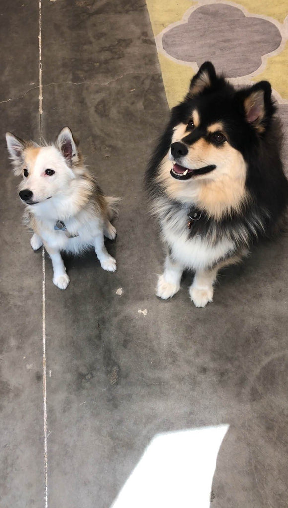 view of 2 company mascot dogs